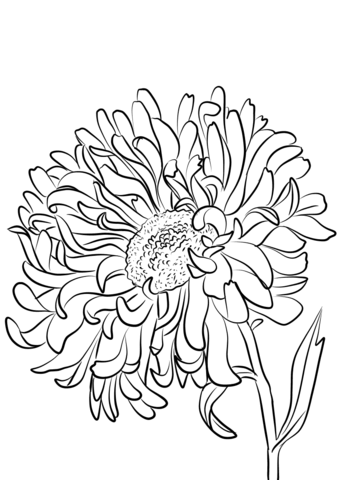 Aster Or Star Plant Coloring Page